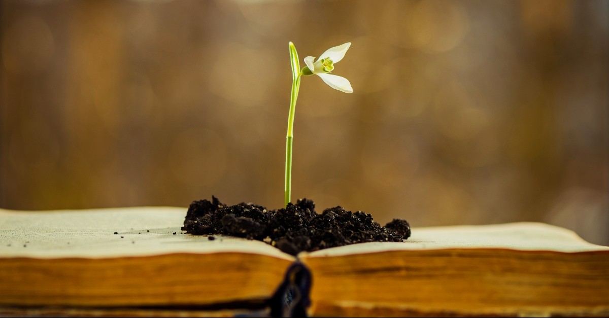 Flower growing out of the Bible